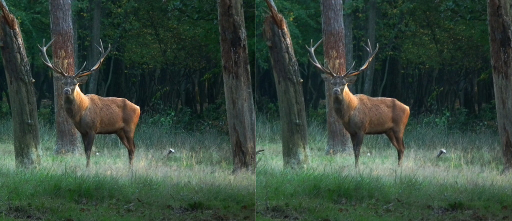 Cerf dans la clairière, base 1 tronc d'arbre de 40cm :), 1/40s, 400 ISO, F/5.6, F=720mm