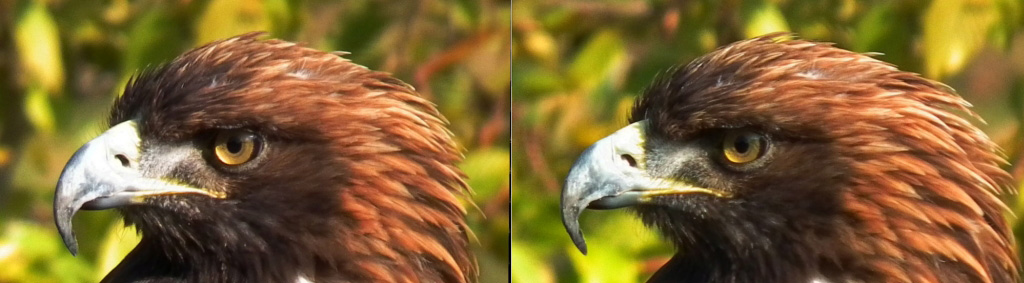 107_DSCF2440-TeteAigle