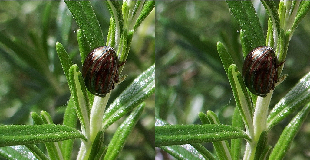 Coccinelle sur Romarin