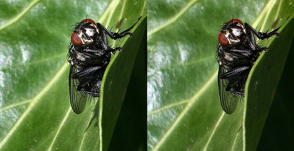 Mouche sur feuille de lierre