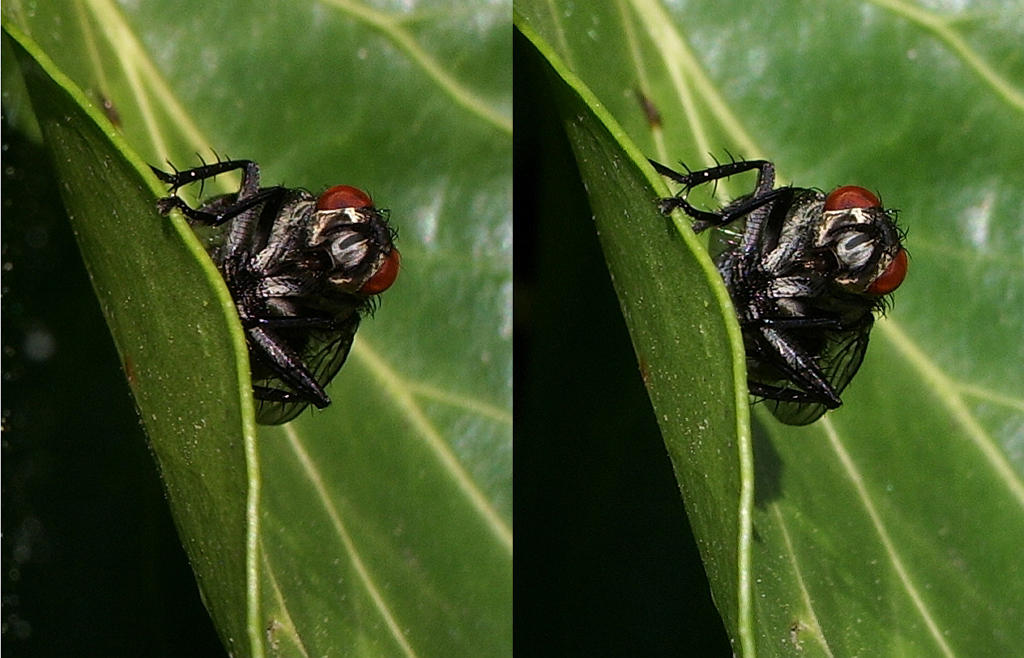 Mouche sur feuille de lierre