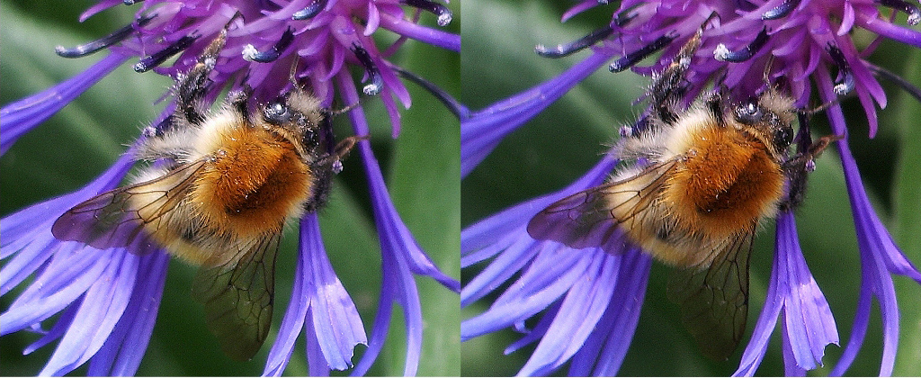 Bourdon sur Centaurée