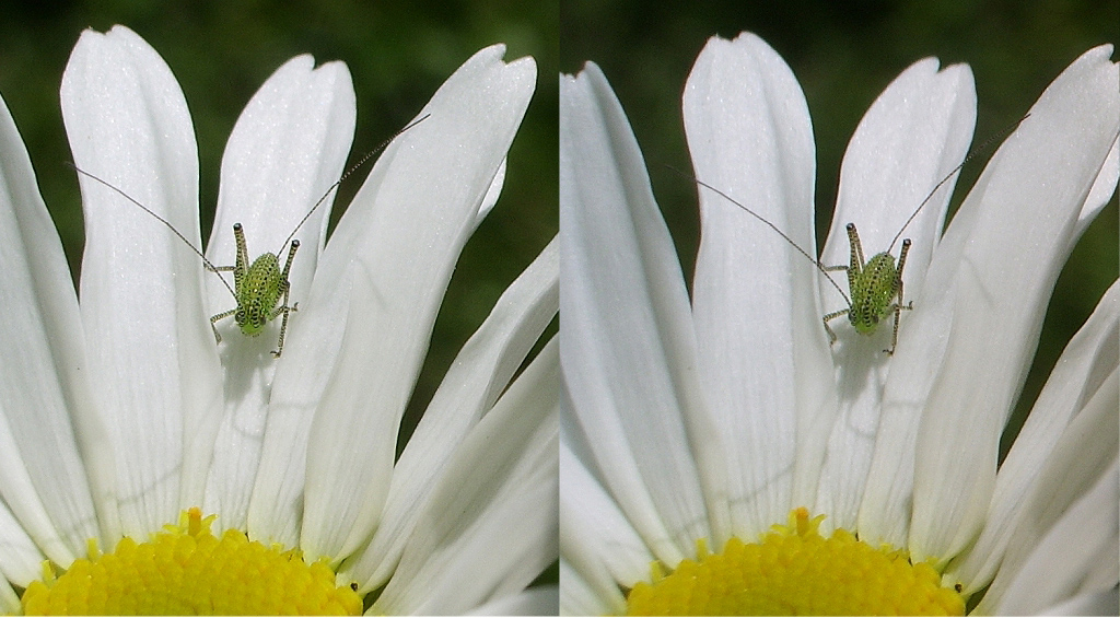 Sauterelle sur Marguerite