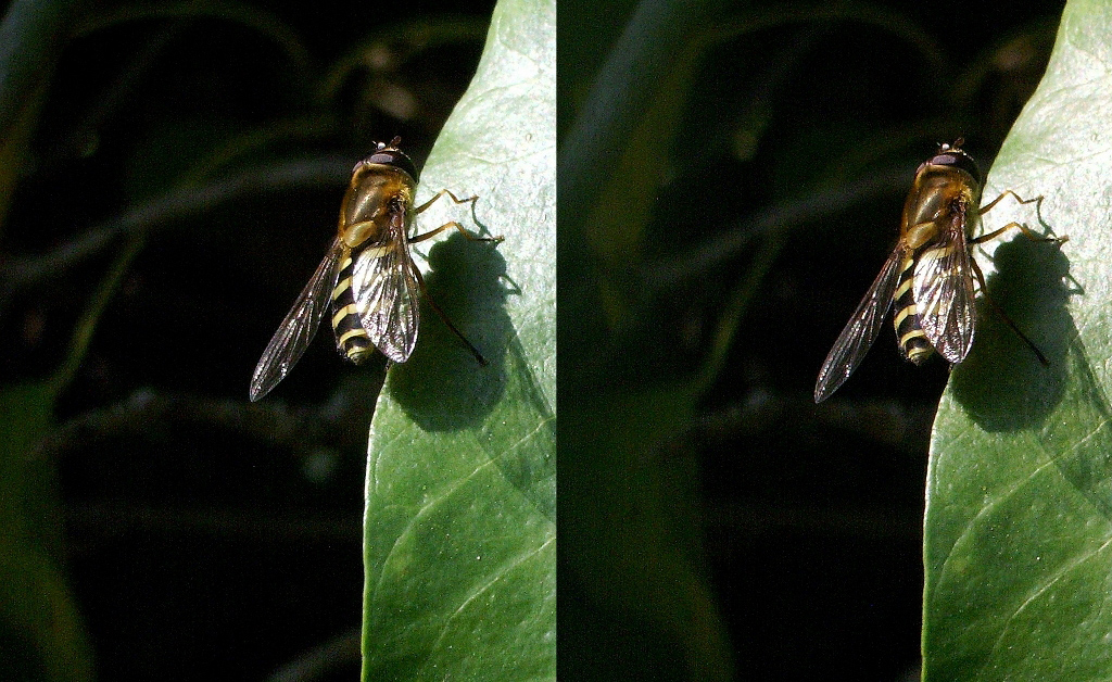 Mouche à allure de guêpe