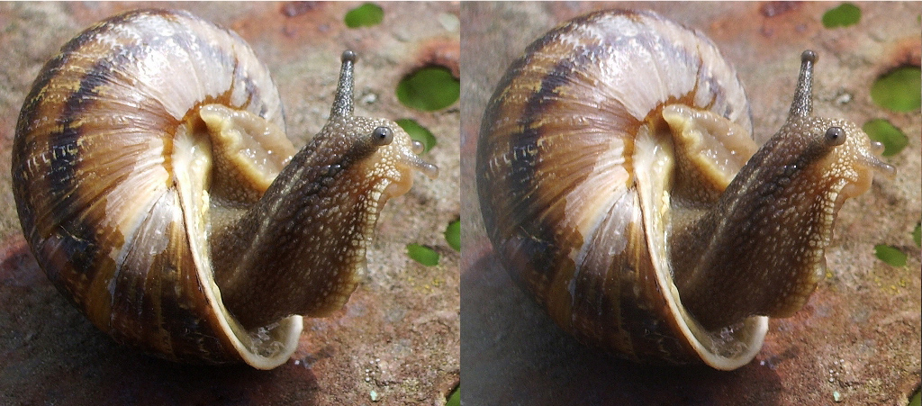 Escargot dérangé