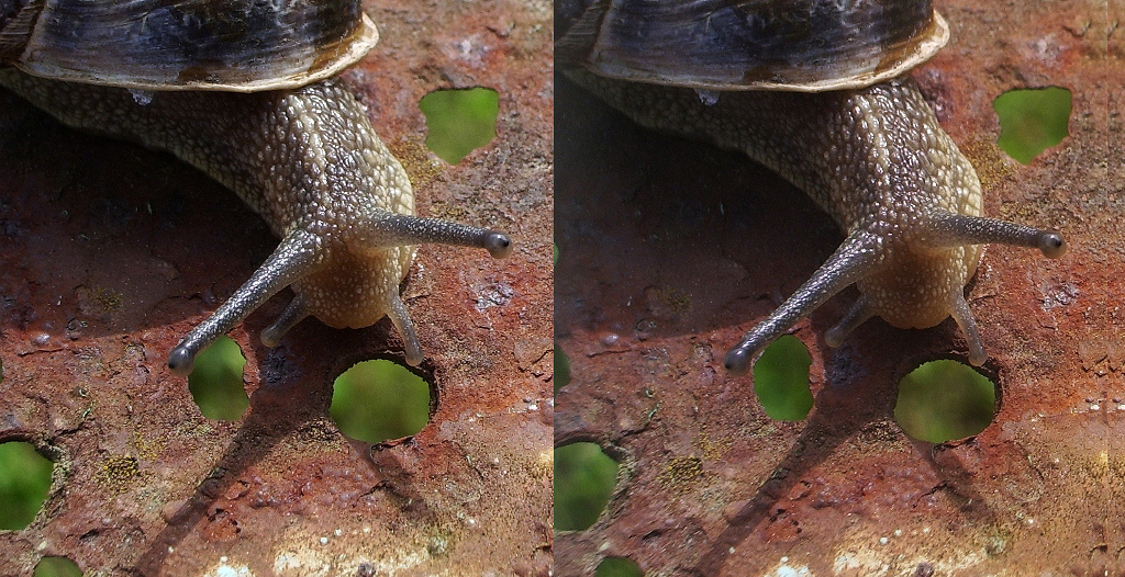Escargot se dépêchant de retrouver la verdure !
