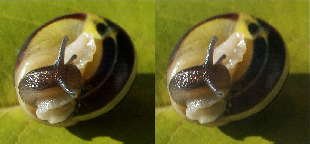 Escargot doré