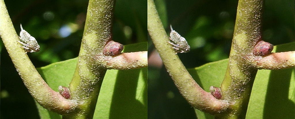 Insecte