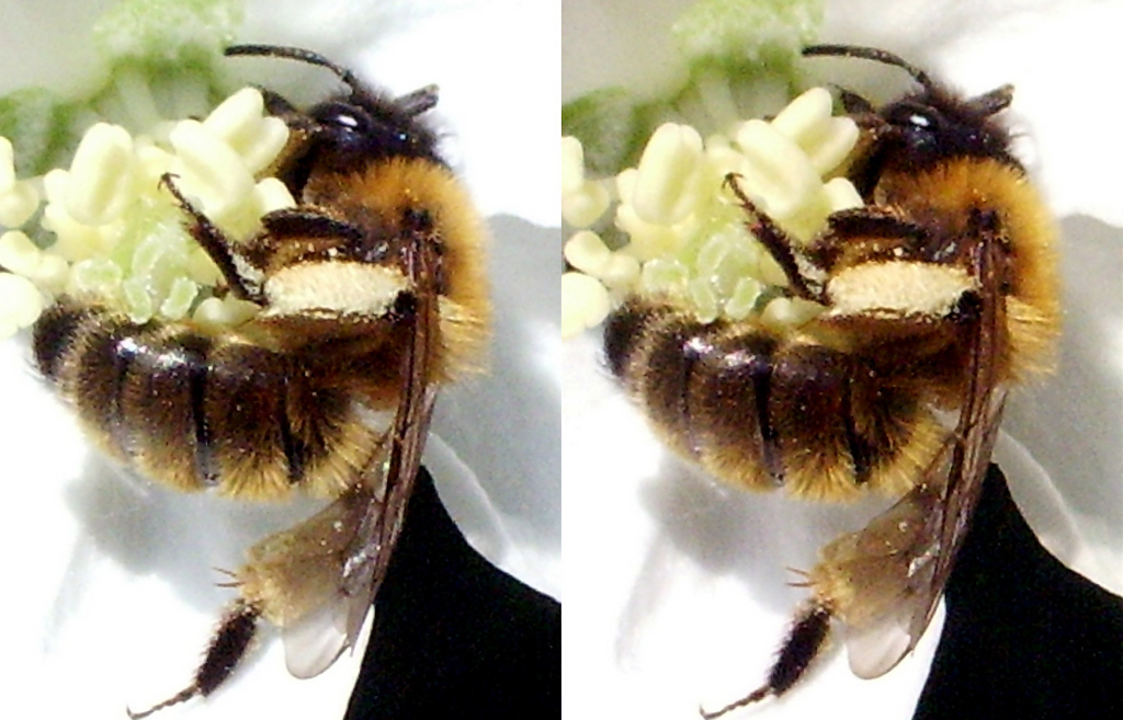 Repas d'abeille dans une fleur de Pommier