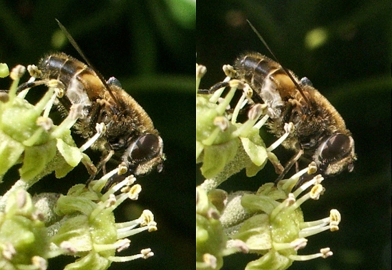 Abeille