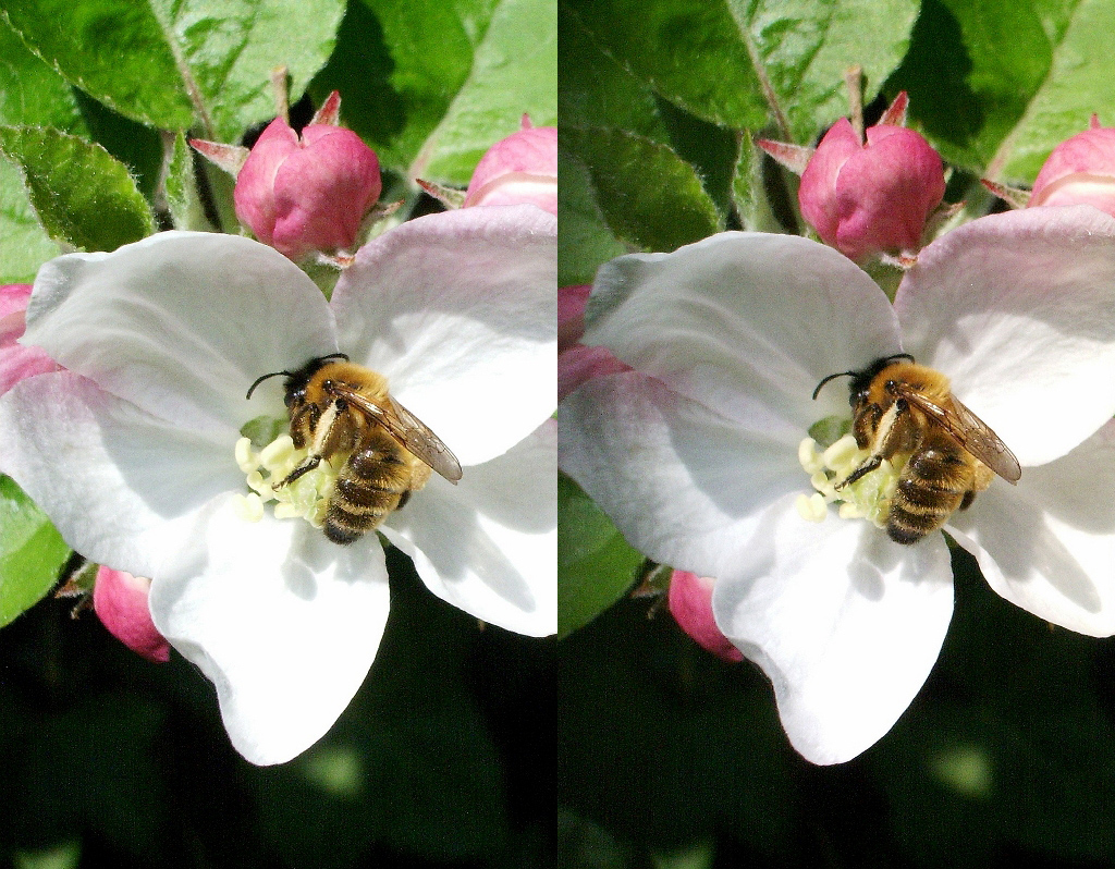 Repas d'abeille sur fleur de Pommier