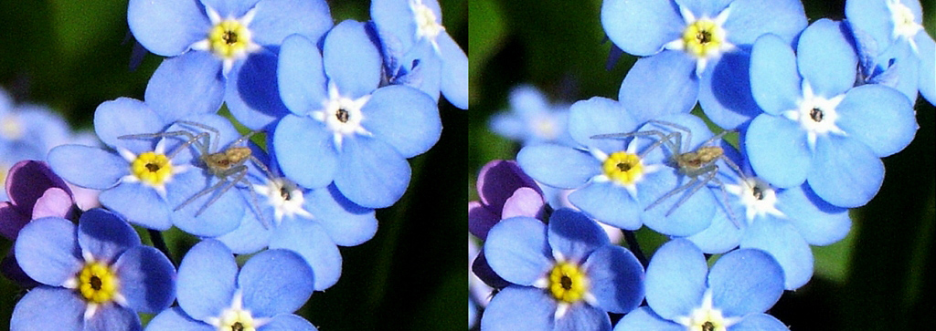 Minuscule araignée sur Myosotis