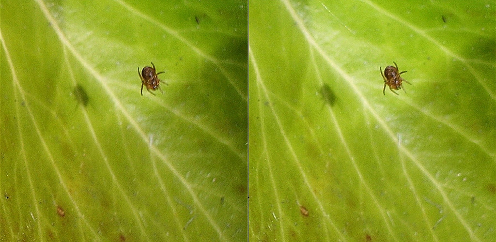 Bébé Araignée sur une feuille de Lierre