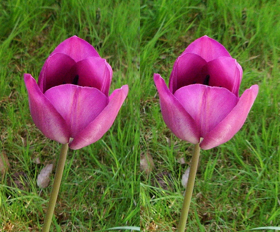 Tulipe (1 miroir mais base assez large >1cm)