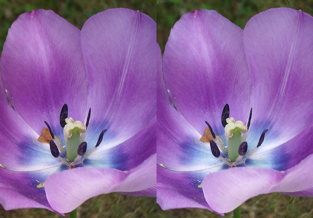 Tulipe (15J plus tard)