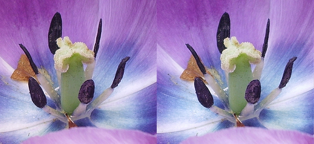 Tulipe à c?ur