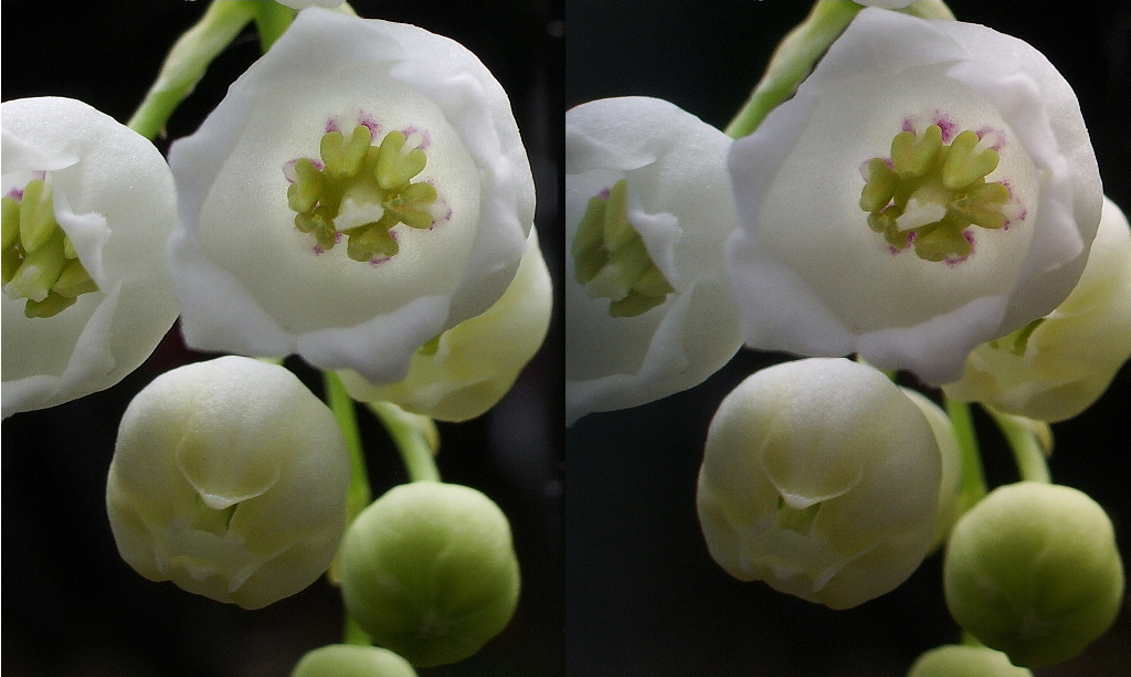Brin de Muguet