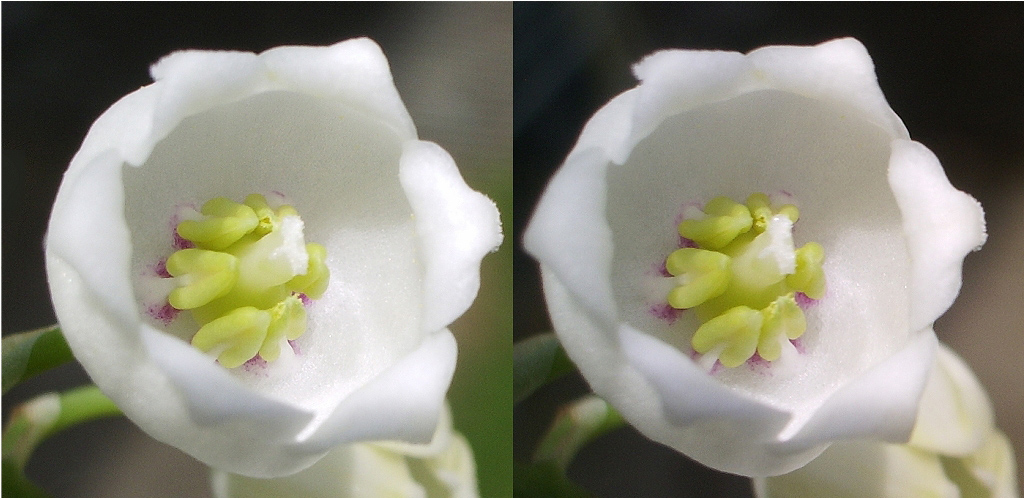 Muguet