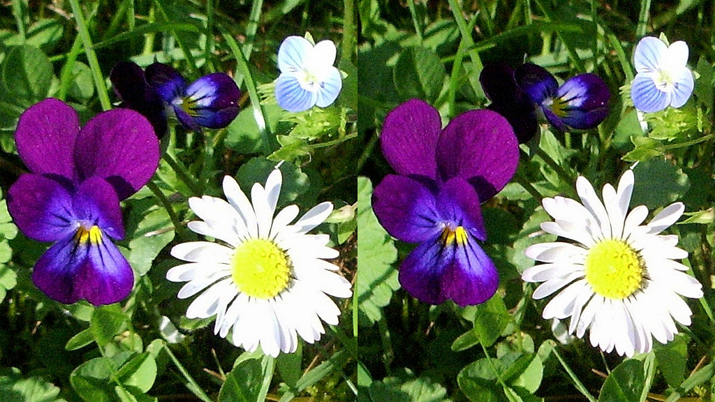 Trois petites fleurs dans la pelouse