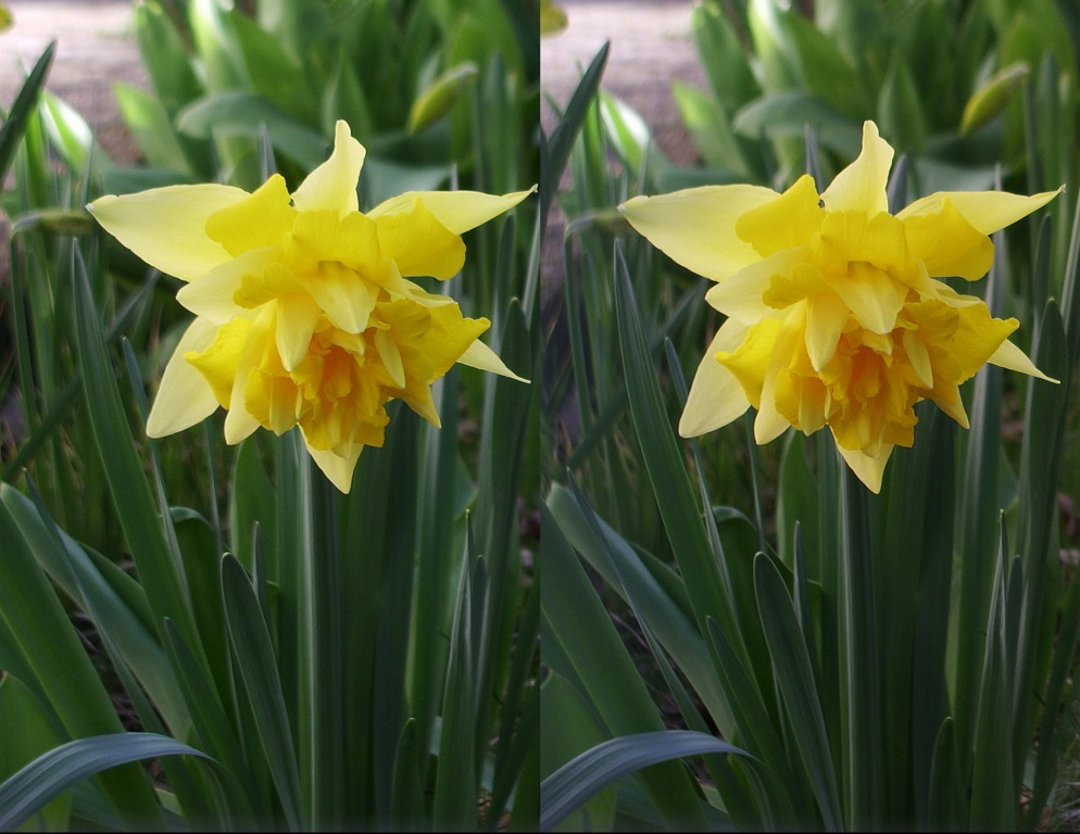 Narcisse