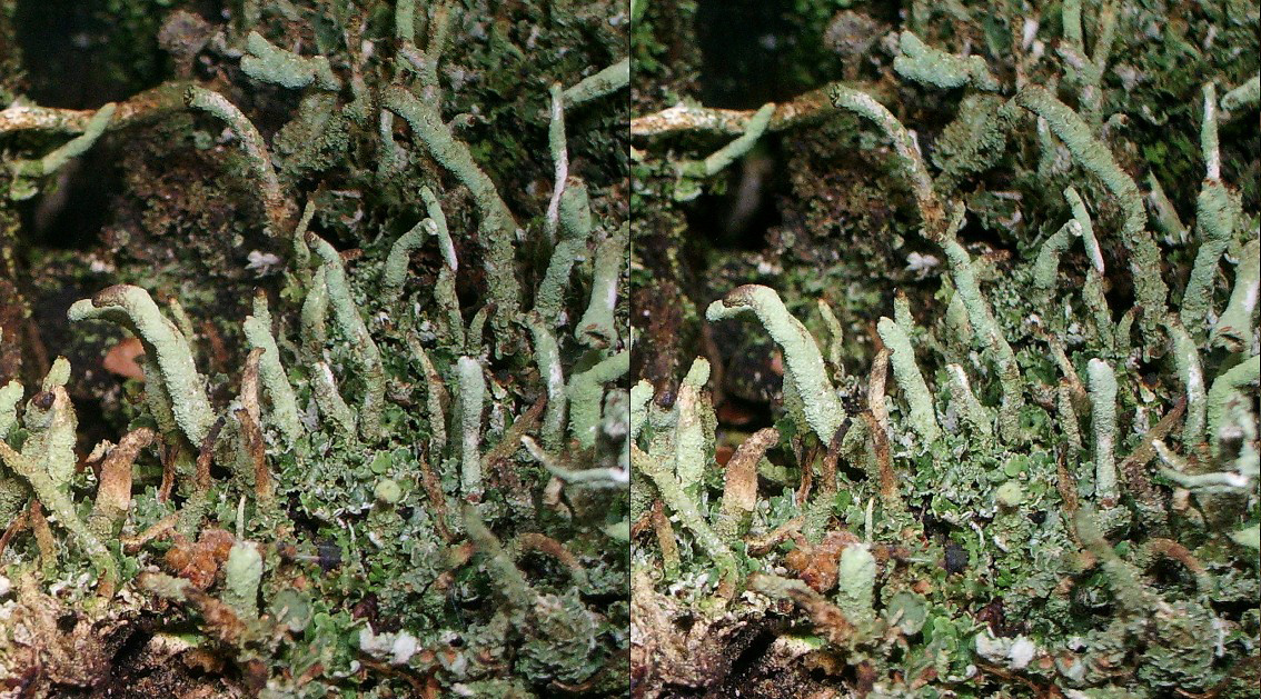 Lichen