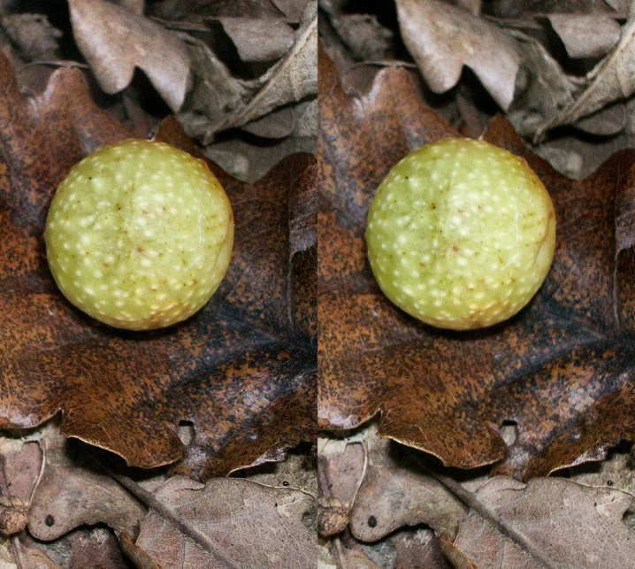 Parasite du chêne