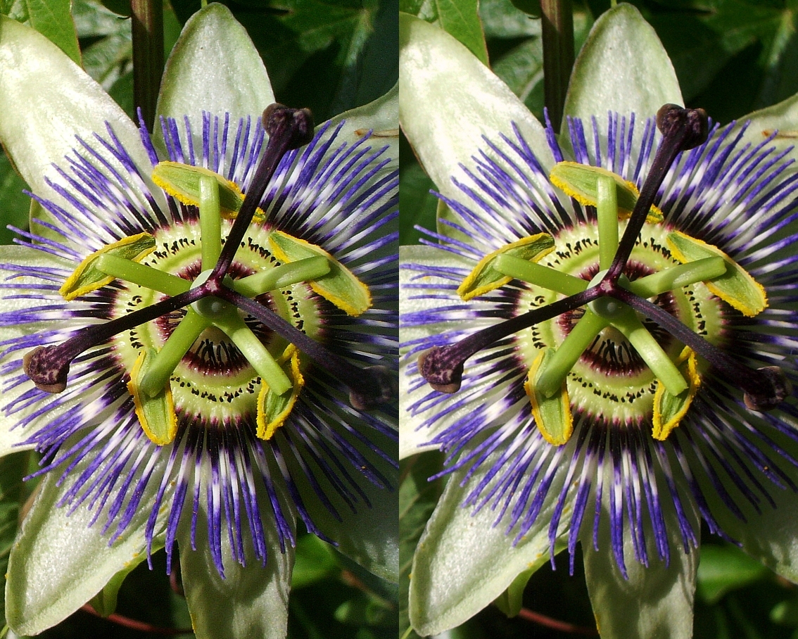 Passiflore