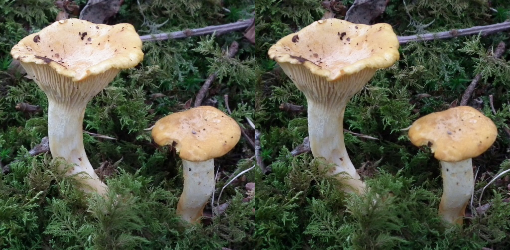 Girolles
