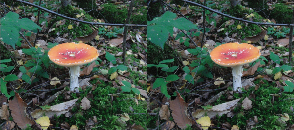 Amanite Tue-Mouches (Muscaria) (Oct2010 Rambouillet)