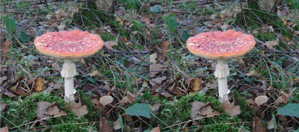 Amanite Tue-Mouches (Muscaria) (Oct2010 Rambouillet)