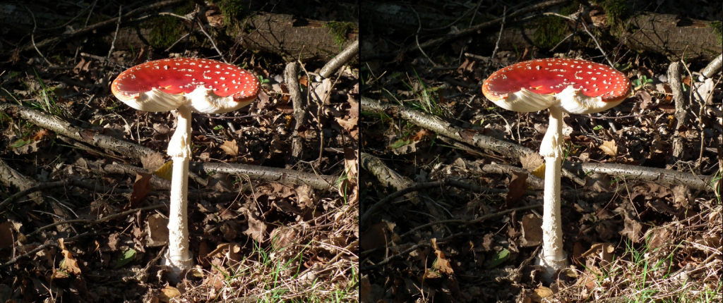 Amanite Tue-Mouches (Muscaria) au Soleil (Oct2010 Rambouillet)