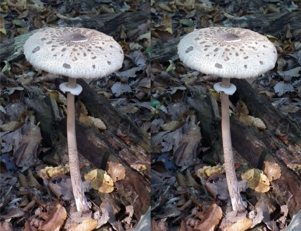 Lépiote élevée, ou coulemelle (Oct2010 Rambouillet)