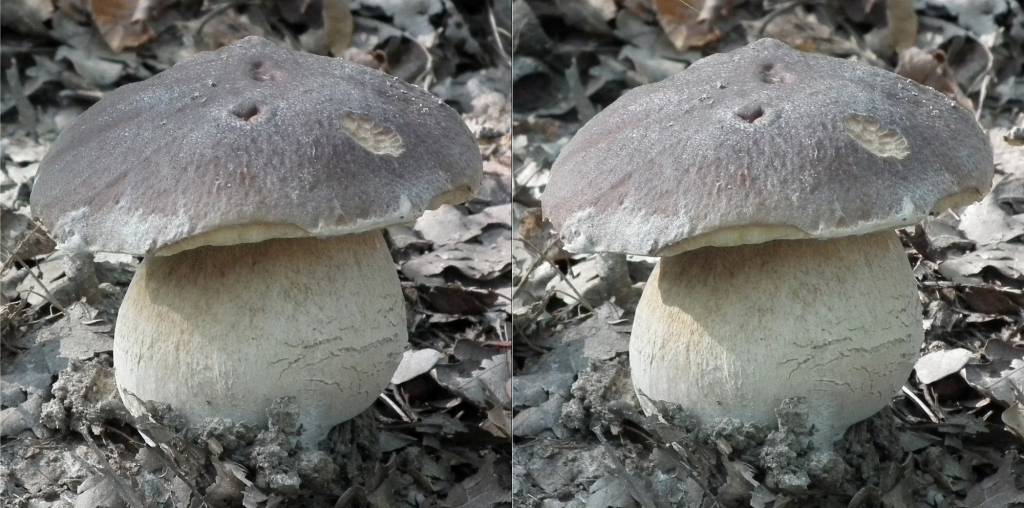 Cèpe bien bedonnant (Oct2010 Rambouillet)