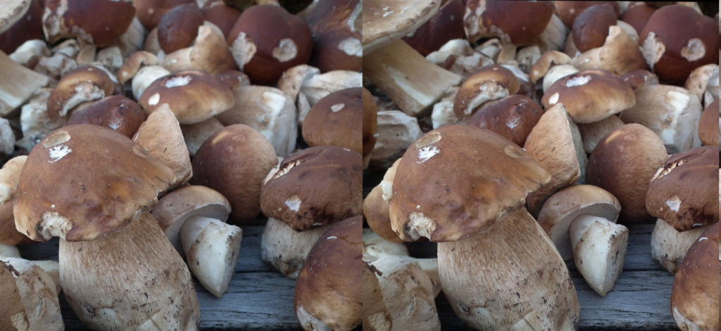 La récolte d'un jour ! (Oct2010 Rambouillet)