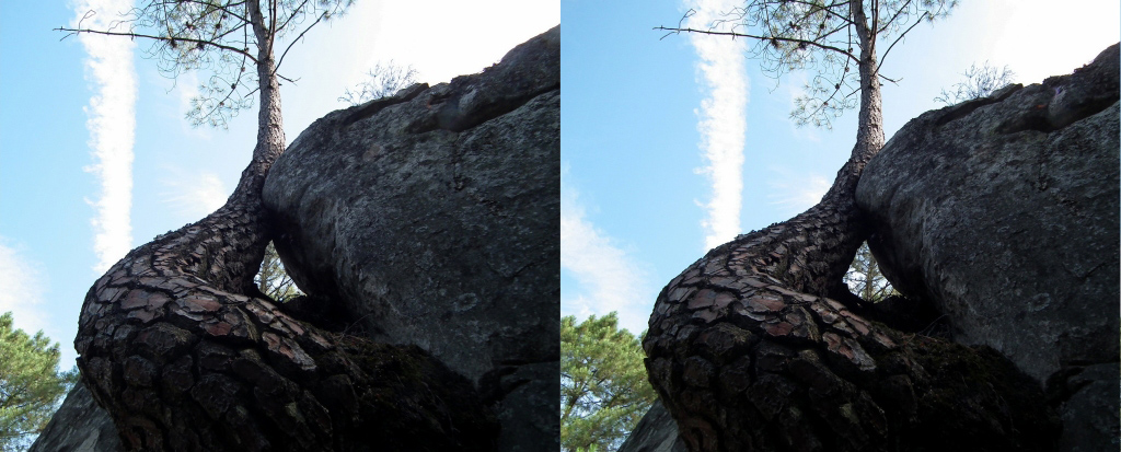 Circuit des 25 bosses (Foret de Fontainebleau) Rocher & arbre