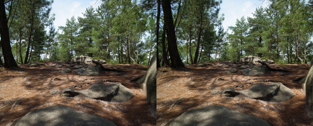 Circuit des 25 bosses (Foret de Fontainebleau) Chemin couvert d'aiguilles de pin