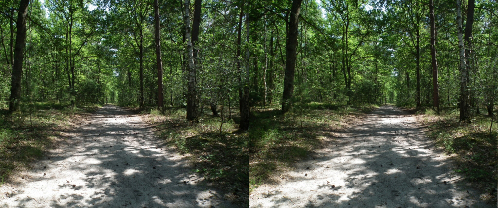 Circuit des 25 bosses (Foret de Fontainebleau) Chemin de détente pour les jambes ! Zone Sud-Ouest