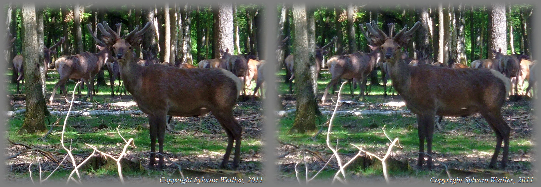 Wild animals