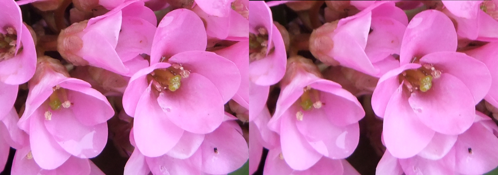Bergenia