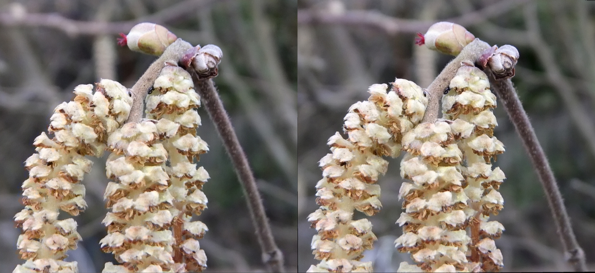 Fleurs de Noisetier (détail)