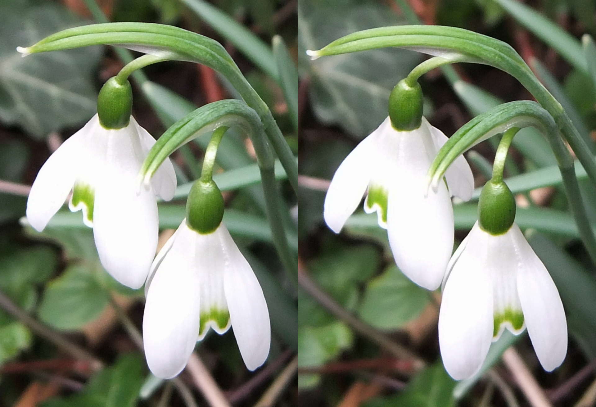 Perce-neige
