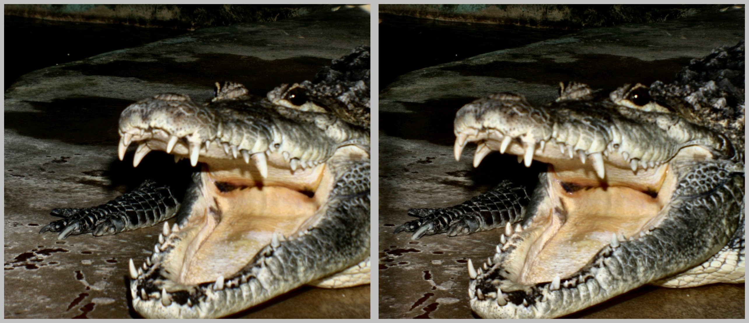 W machoire de crocodile