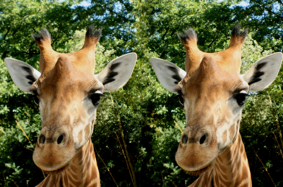 Wgirafe face