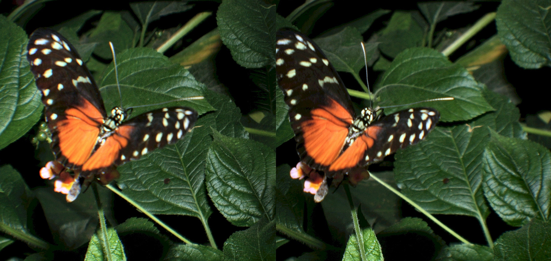 Whma papillon