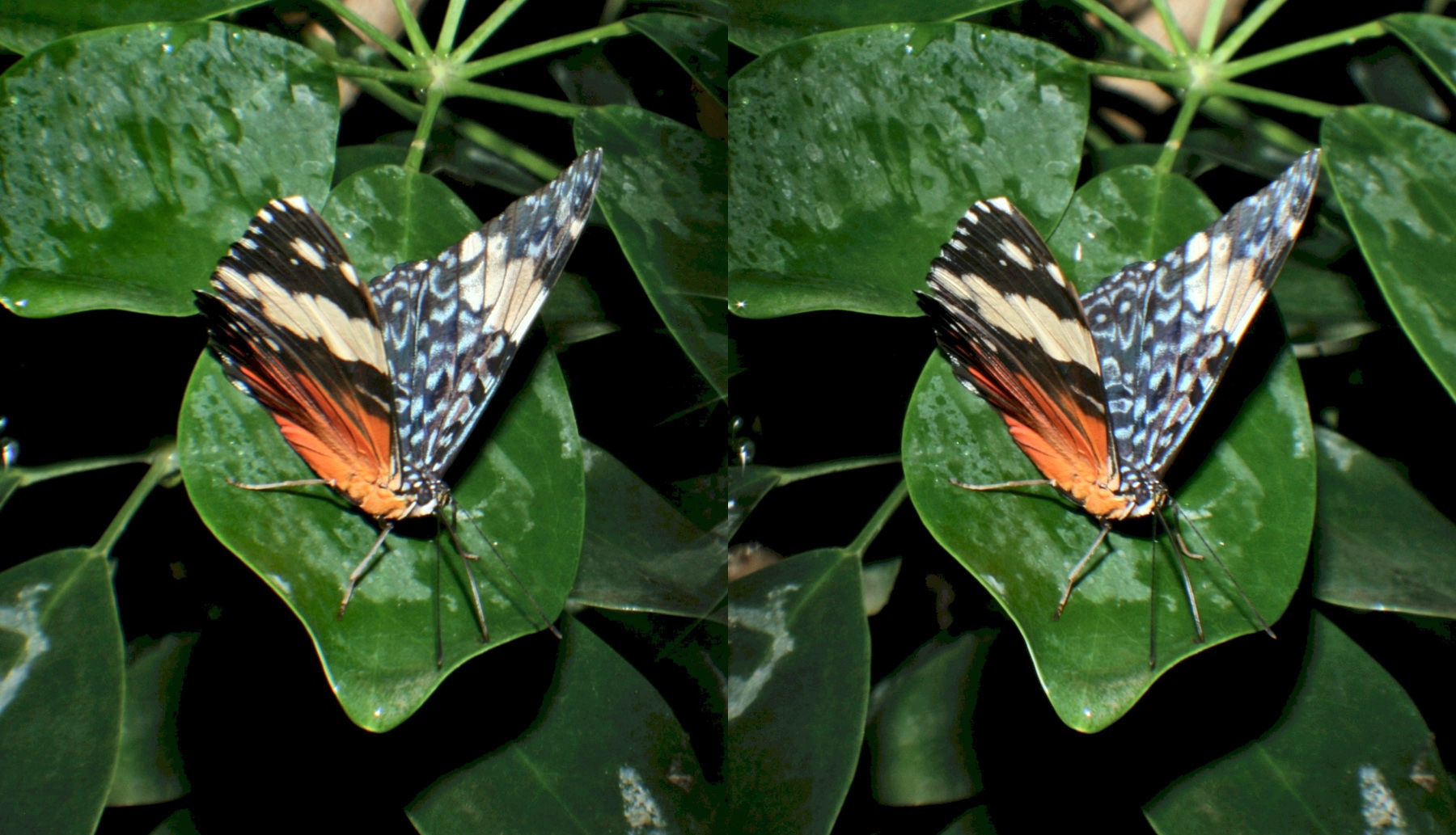 Whma papillon2