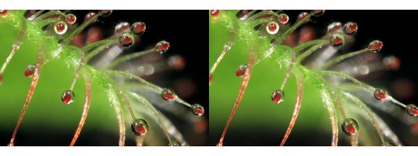 573_DominiqueBretheau_L973__Drosera.jpg